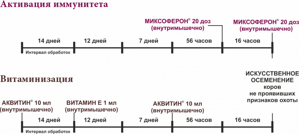 Схемы синхронизации охоты у коров с сурфагоном и эстрофаном